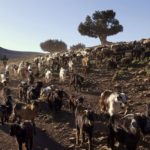 NOMADES DANS LE HAUT ATLAS MAROCAIN XAVIER DESMIER