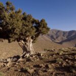 NOMADES DANS LE HAUT ATLAS MAROCAIN XAVIER DESMIER