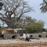 Mangroves d'Afrique de l'Ouest - Palmarin - Senegal - Xavier Desmier