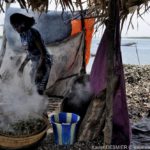 Mangroves d'Afrique de l'Ouest - Palmarin - Senegal - Xavier Desmier