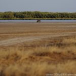 Mangroves d'Afrique de l'Ouest - Palmarin - Senegal - Xavier Desmier