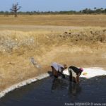 Mangroves d'Afrique de l'Ouest - Palmarin - Senegal - Xavier Desmier