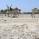 Mangroves d'Afrique de l'Ouest - Palmarin - Senegal - Xavier Desmier