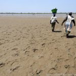 Mangroves d'Afrique de l'Ouest - Palmarin - Senegal - Xavier Desmier