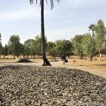 Mangroves d'Afrique de l'Ouest - Palmarin - Senegal - Xavier Desmier