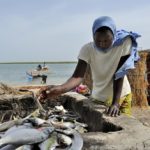 Mangroves d'Afrique de l'Ouest - Palmarin - Senegal - Xavier Desmier