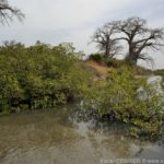 Mangroves d'Afrique de l'Ouest - Palmarin - Senegal - Xavier Desmier