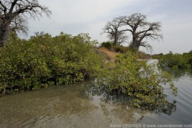 Mangroves d'Afrique de l'Ouest - Palmarin - Senegal - Xavier Desmier