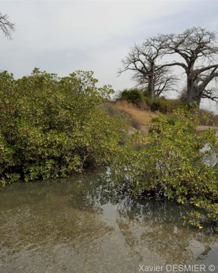 Mangroves d'Afrique de l'Ouest - Palmarin - Senegal - Xavier Desmier