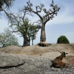 Mangroves d'Afrique de l'Ouest - Palmarin - Senegal - Xavier Desmier