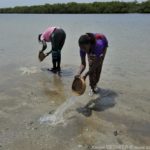 Mangroves d'Afrique de l'Ouest - Palmarin - Senegal - Xavier Desmier