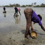 Mangroves d'Afrique de l'Ouest - Palmarin - Senegal - Xavier Desmier