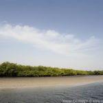 Mangroves d'Afrique de l'Ouest - Palmarin - Senegal - Xavier Desmier